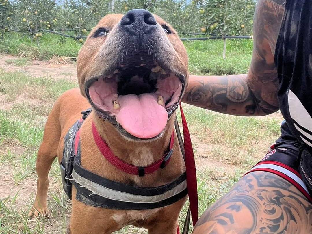 Adotta il cane Boss a Napoli