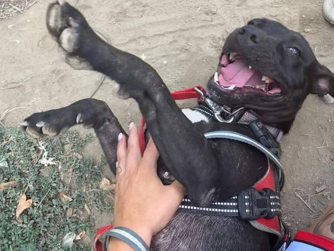 Adotta un cane, femmina, 3 anni  e 10 mesi , Napoli