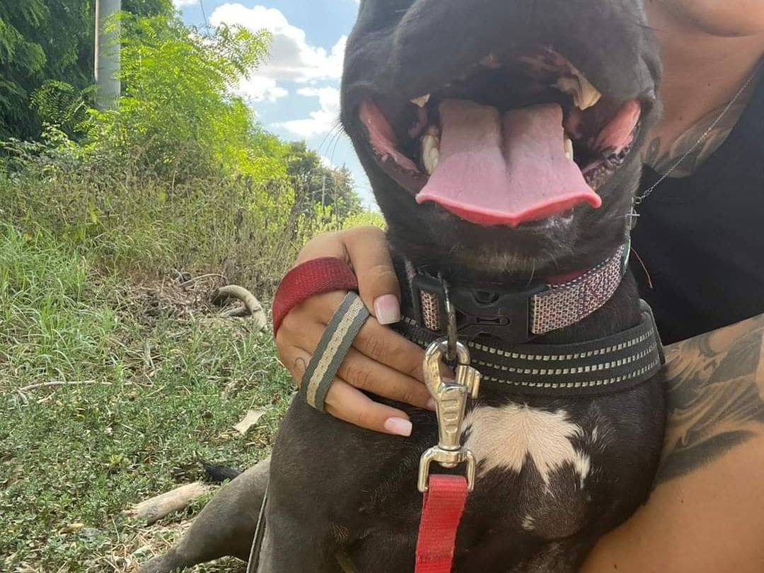 Adotta un cane, taglia media, femmina, Napoli