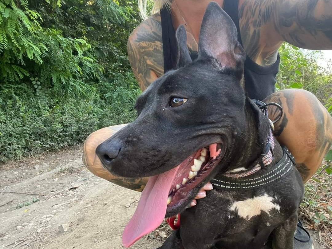 Adotta il cane Amada a Napoli
