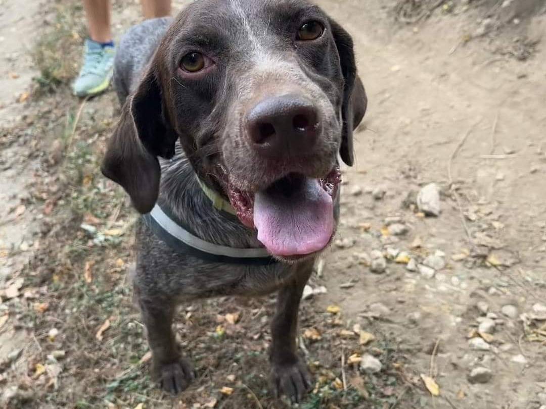 Adozione cane, maschio, Bracco, 4 anni e 9 mesi, taglia media, Napoli