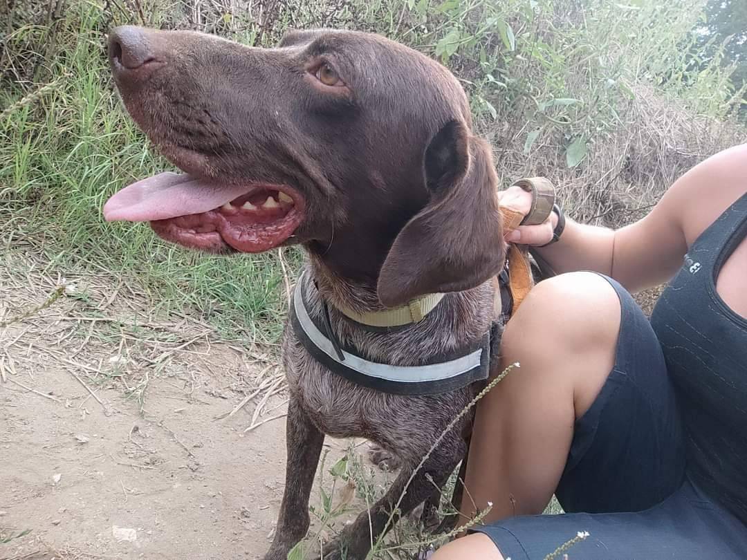 Adotta un cane, maschio, 4 anni e 9 mesi, Napoli