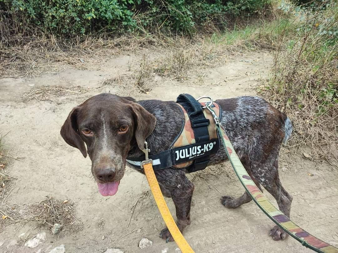 Adotta un cane, taglia media, maschio, Napoli