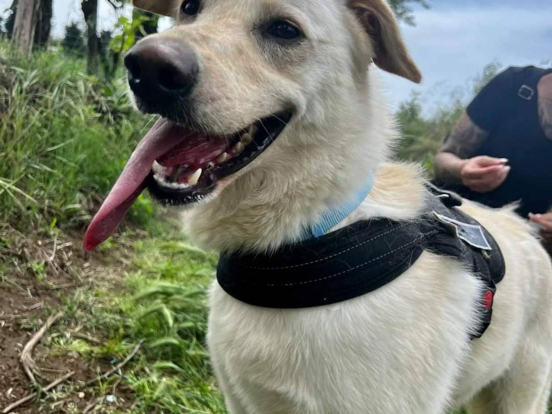 Adozione cane, femmina, meticcio, 6 anni  e 6 mesi , taglia media, Napoli