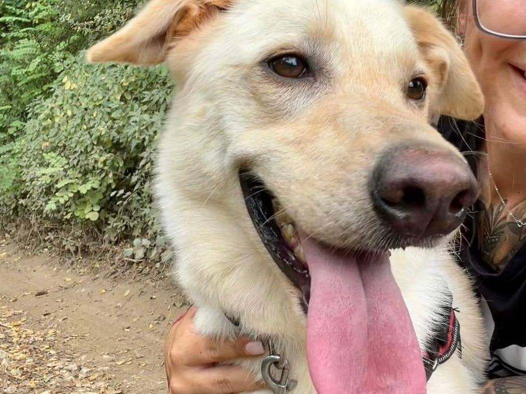 Adotta un cane, femmina, 6 anni  e 6 mesi , Napoli