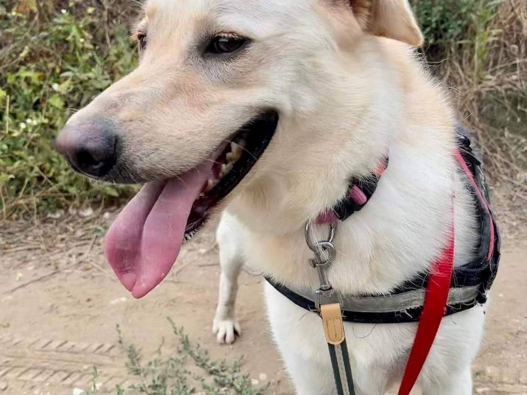 Adotta un cane, taglia media, femmina, Napoli