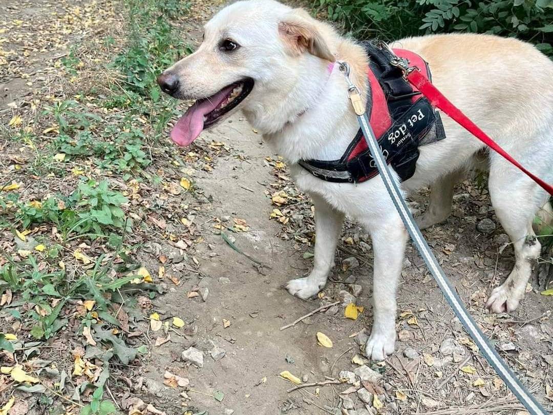 Vuoi adottare un cane a Napoli?