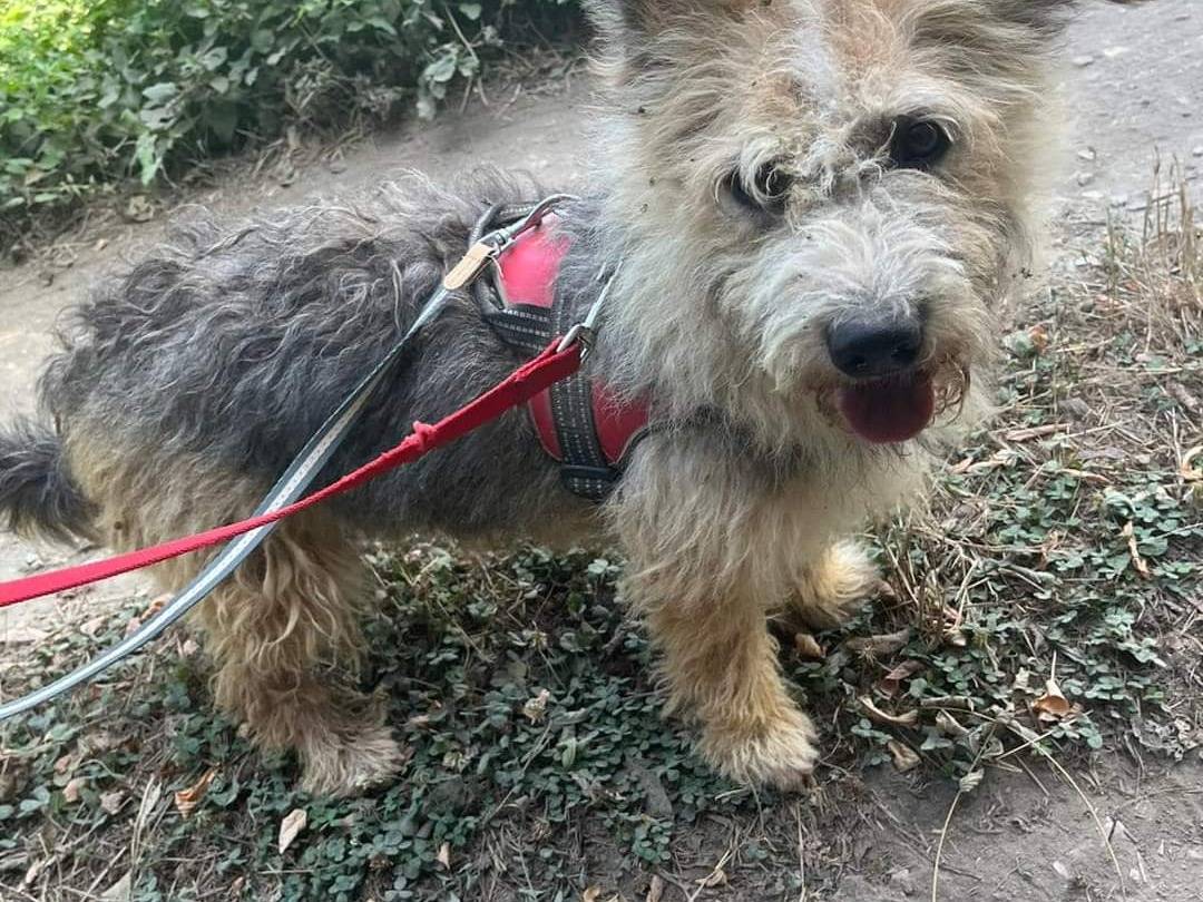 Adotta un cane, maschio, 4 anni  e 4 mesi , Napoli