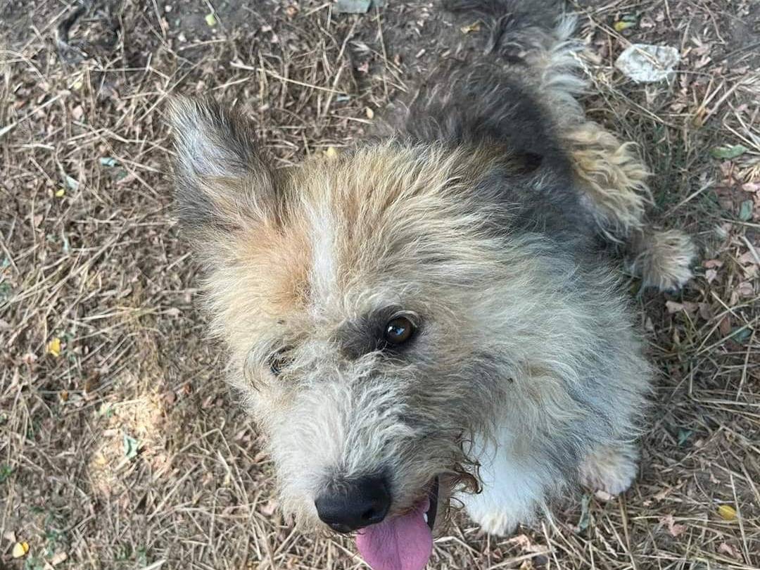 Adotta un cane, taglia media contenuta, maschio, Napoli