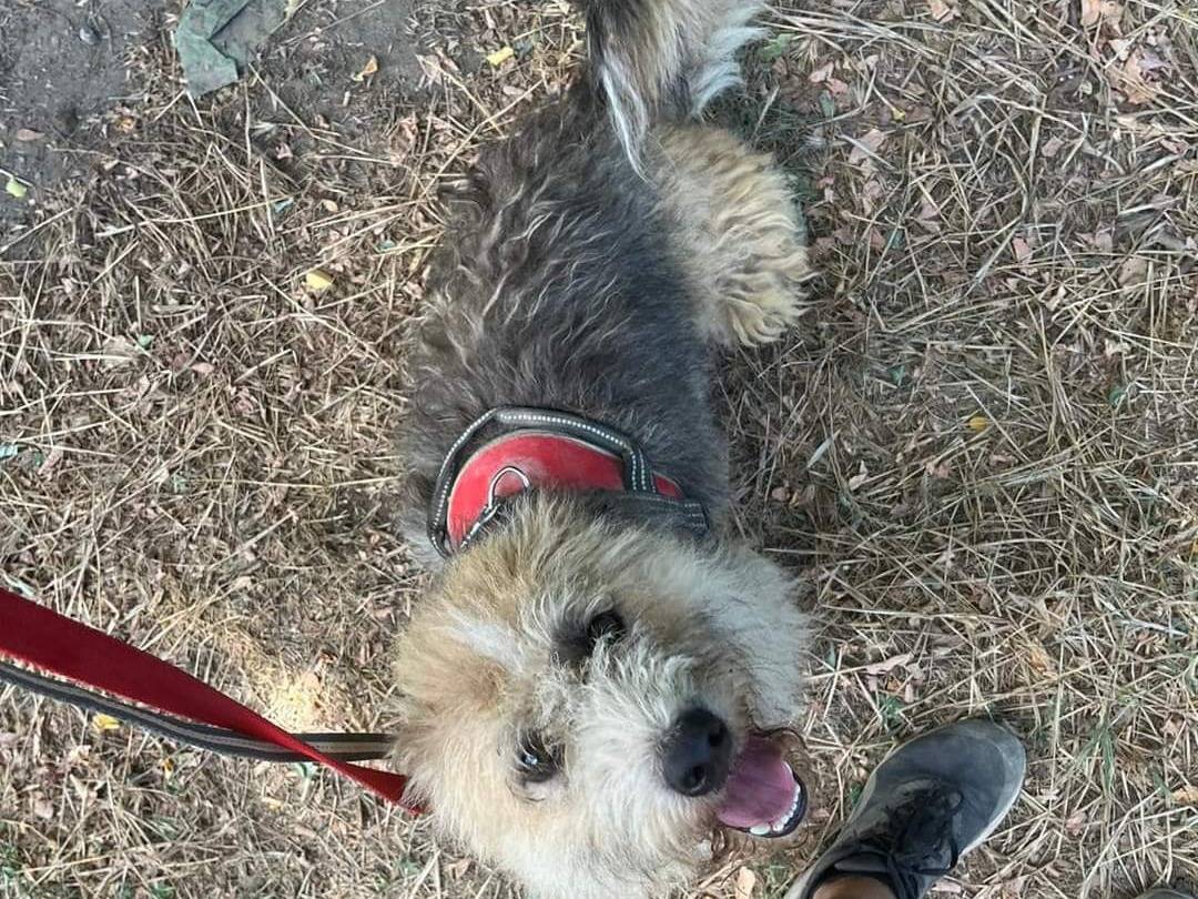 Vuoi adottare un cane a Napoli?
