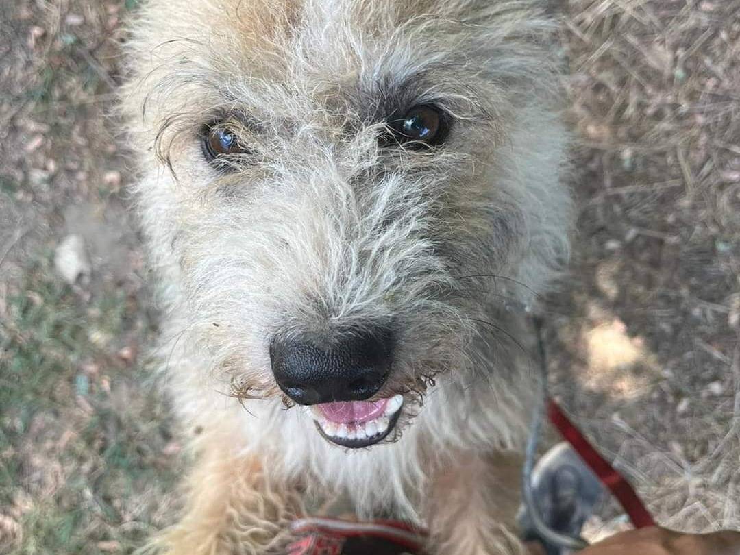 Adotta il cane Wolf a Napoli