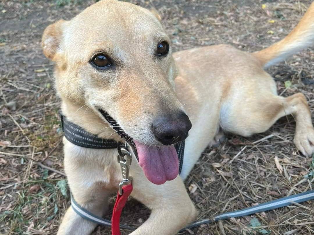 Adotta un cane, femmina, 9 anni  e 3 mesi , Napoli