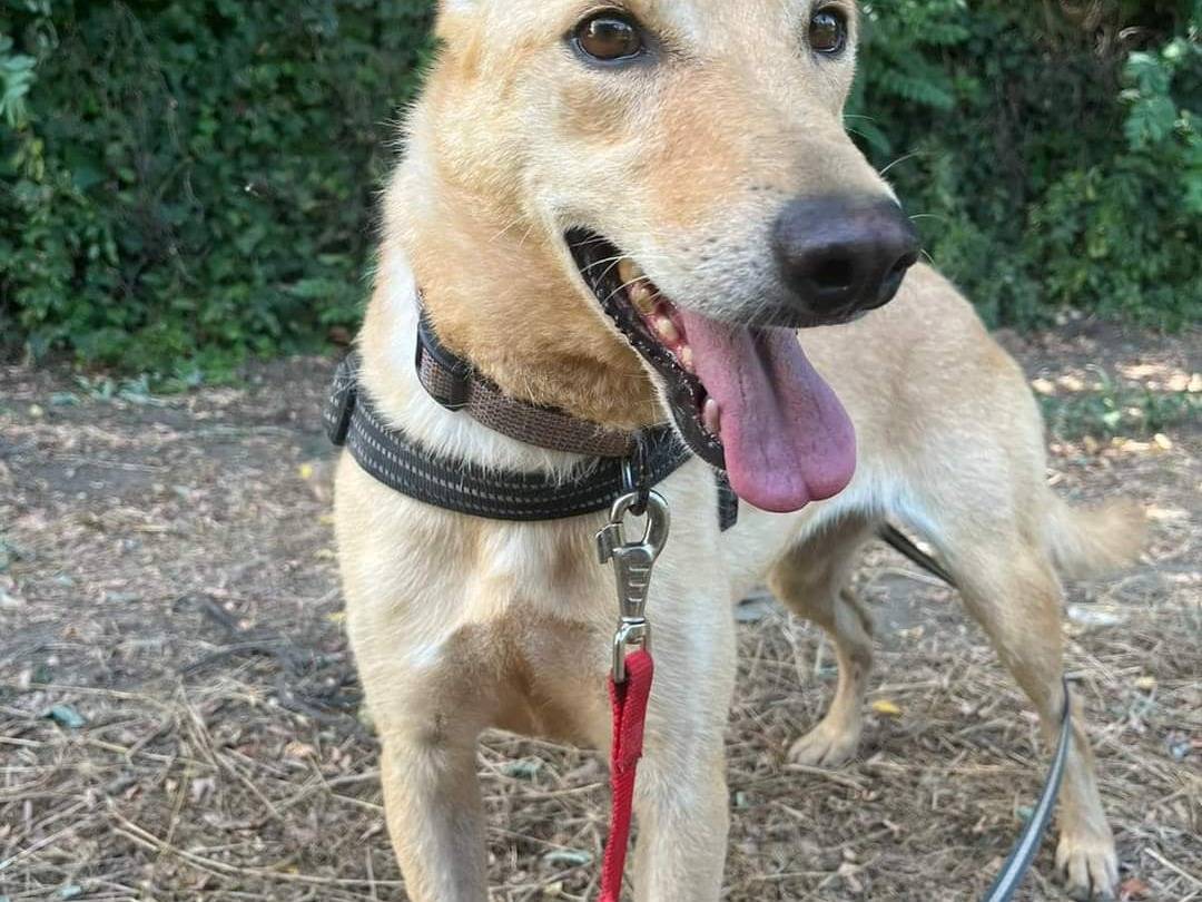 Adotta un cane, taglia media, femmina, Napoli