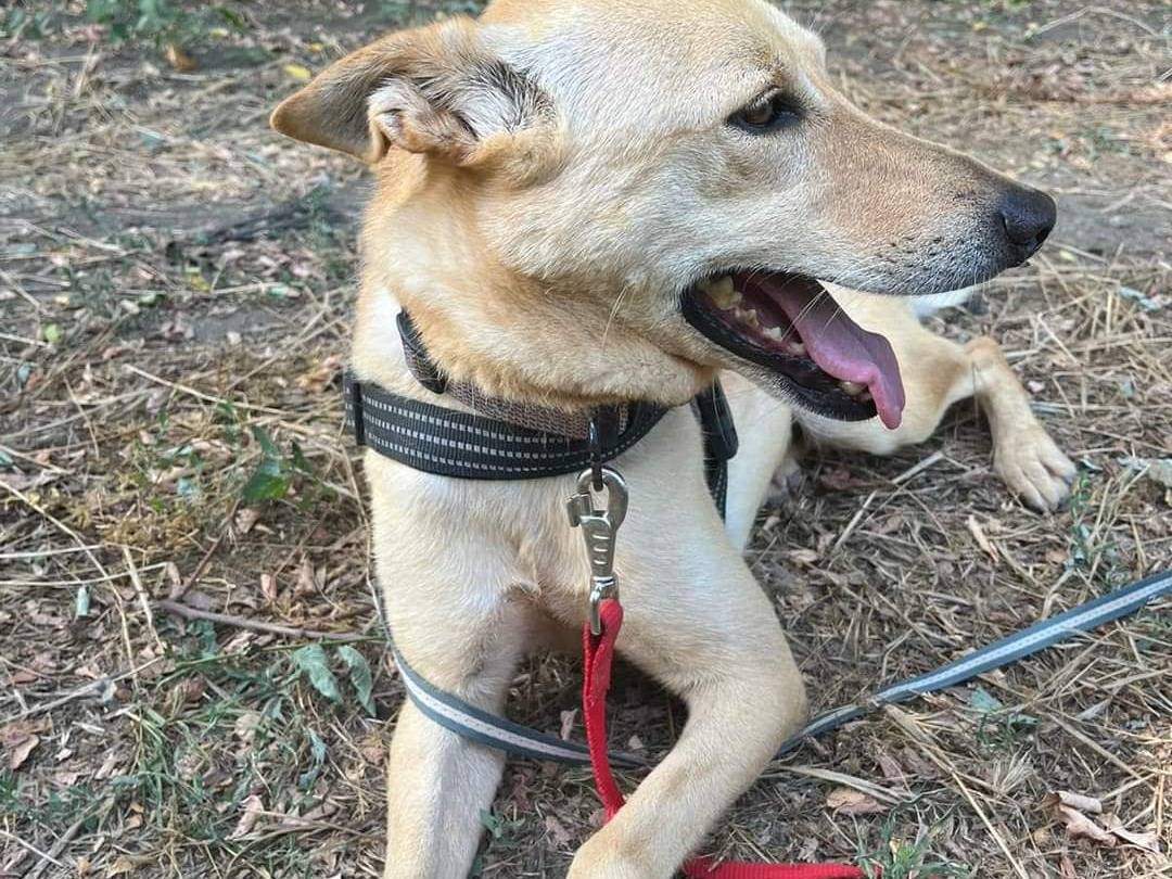 Vuoi adottare un cane a Napoli?