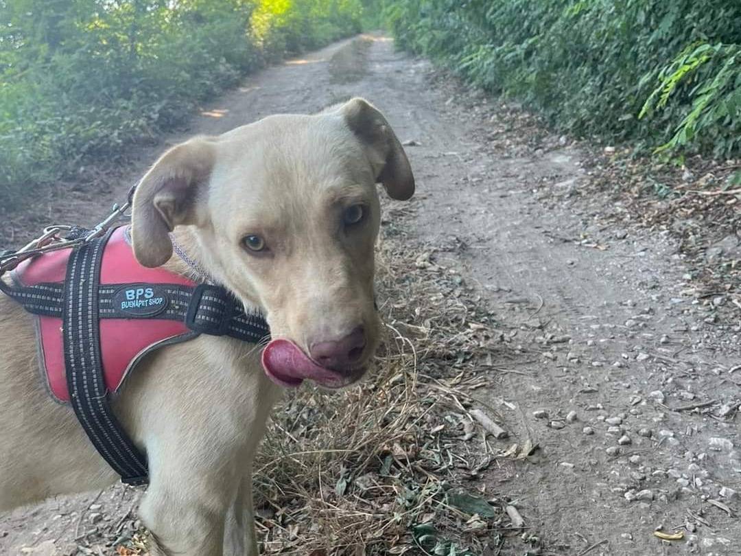 Adotta un cane, maschio, 4 anni  e 1 mese, Napoli