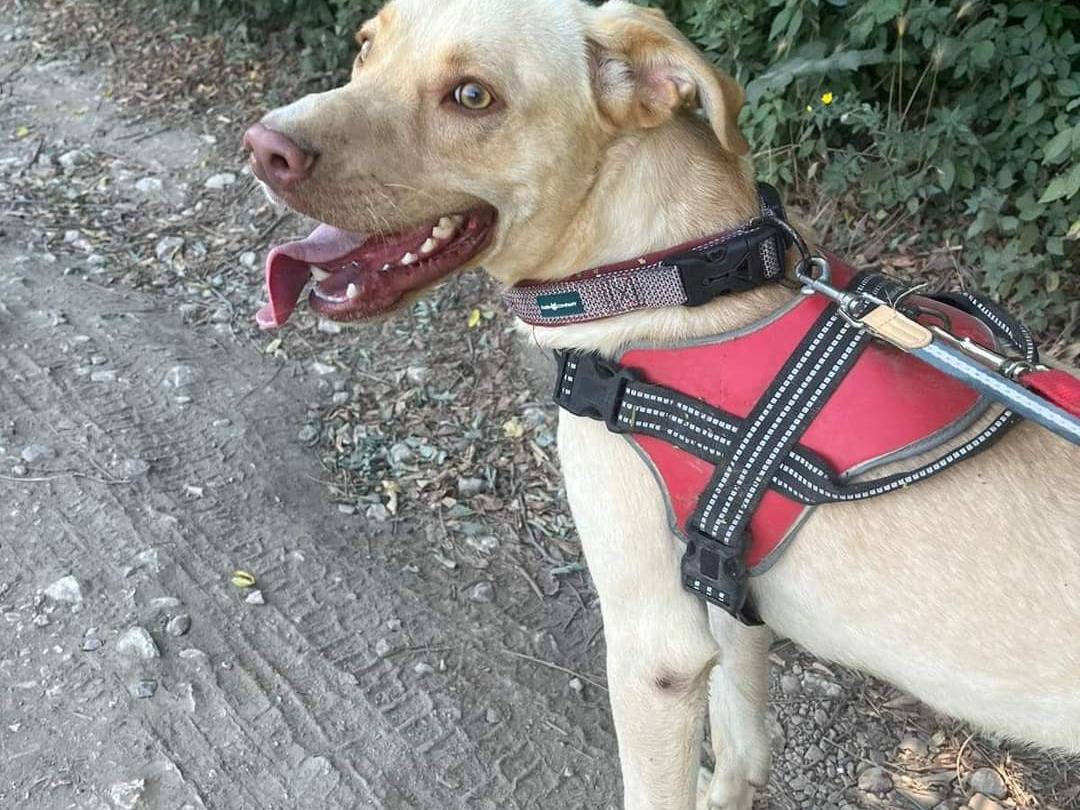 Adotta un cane, taglia media contenuta, maschio, Napoli