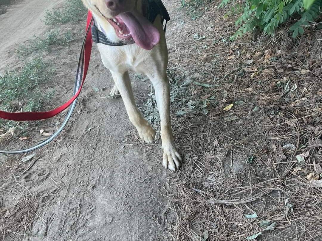Adotta il cane Tyson a Napoli