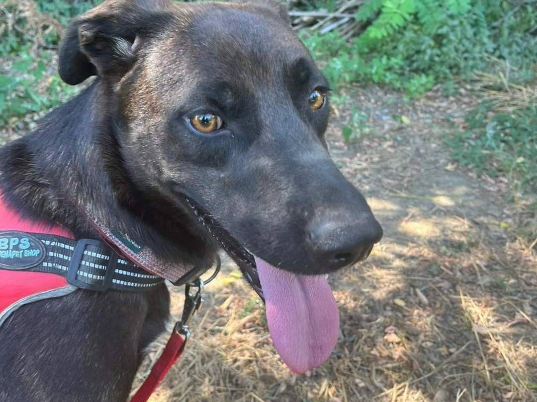 Adotta un cane, taglia media, femmina, Napoli