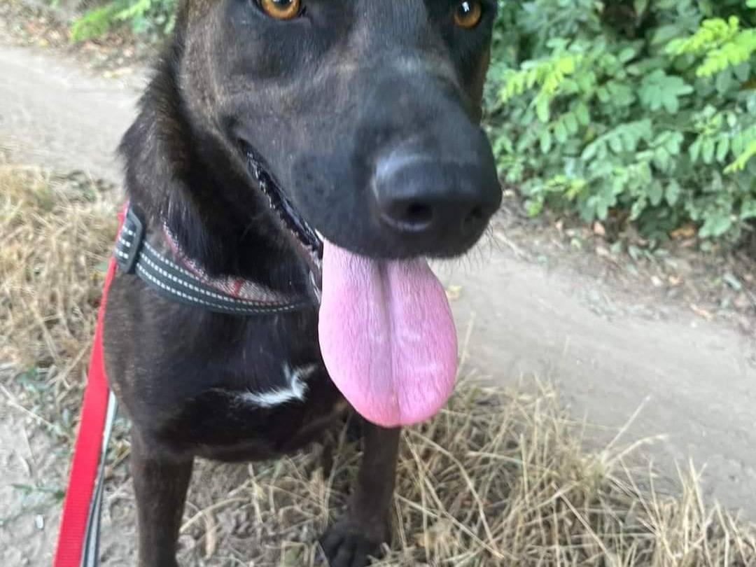 Vuoi adottare un cane a Napoli?