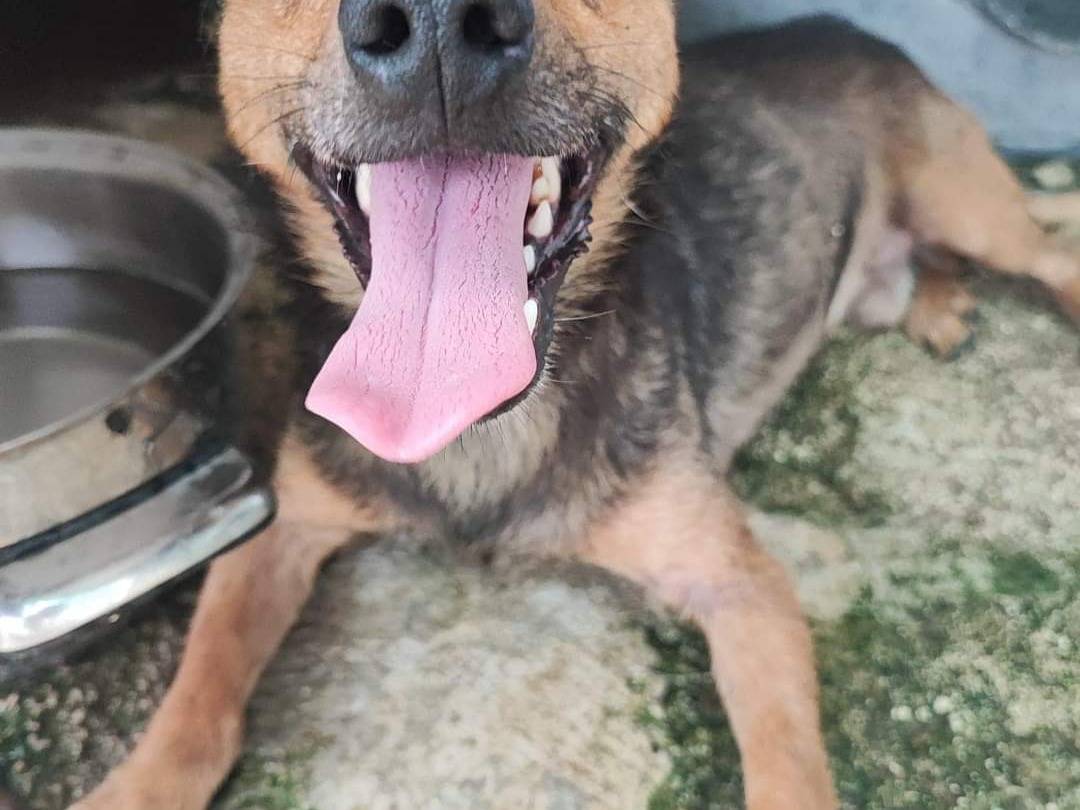 Adotta un cane, maschio, 5 anni, Napoli