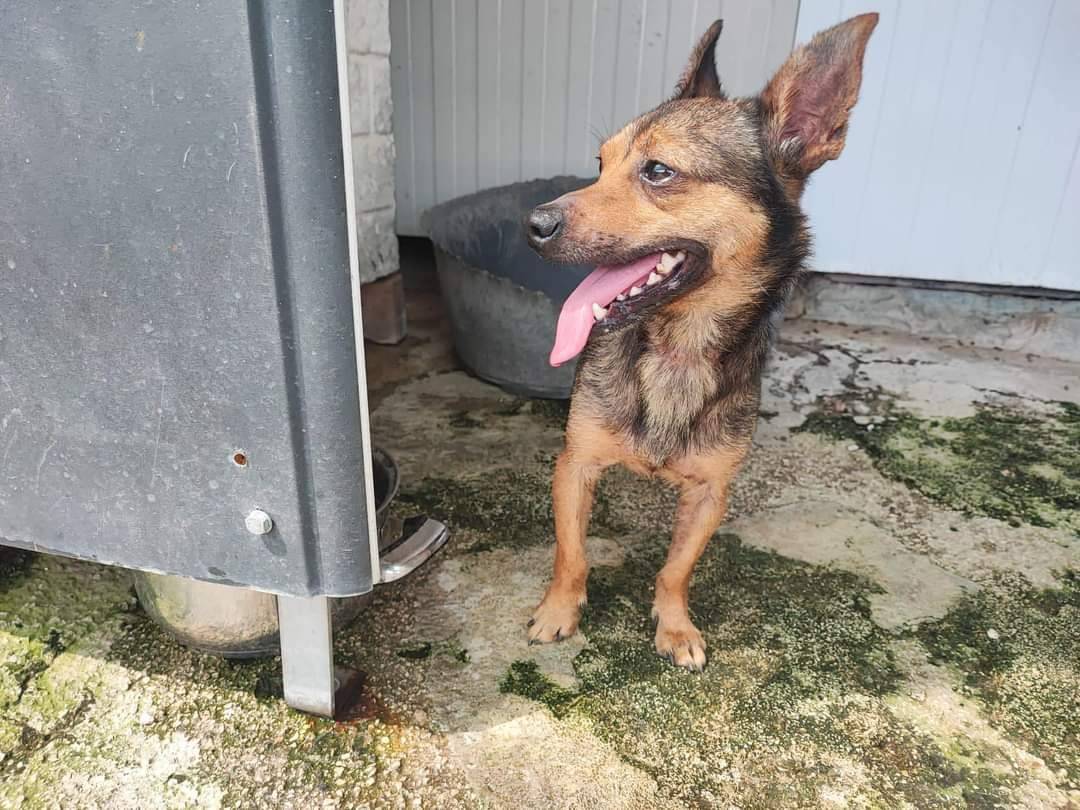 Adotta un cane, taglia piccola, maschio, Napoli