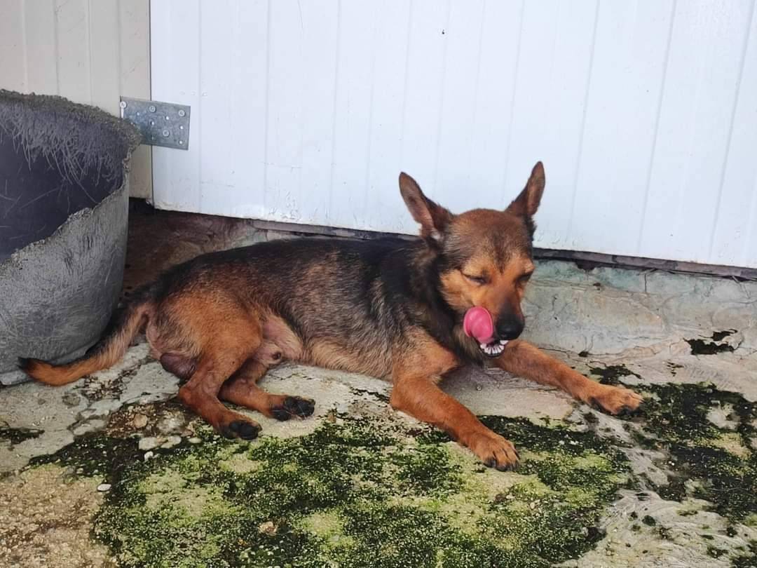 Vuoi adottare un cane a Napoli?