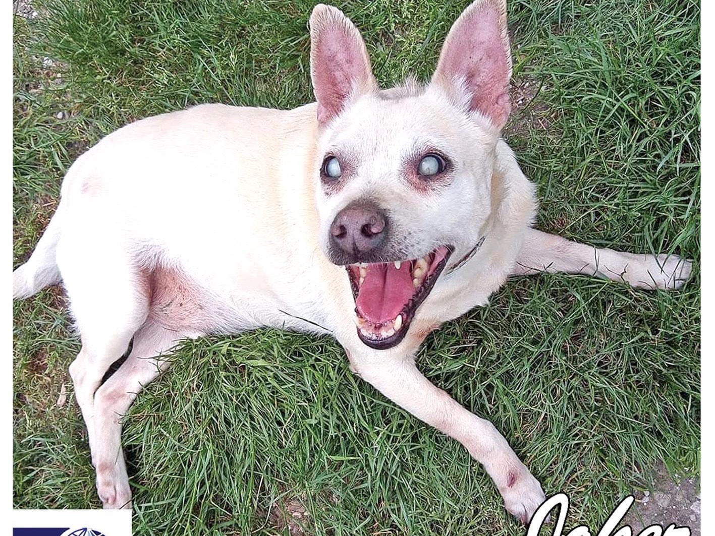 Adozione cane, maschio, meticcio, 12 anni e 5 mesi, taglia media contenuta, Benevento