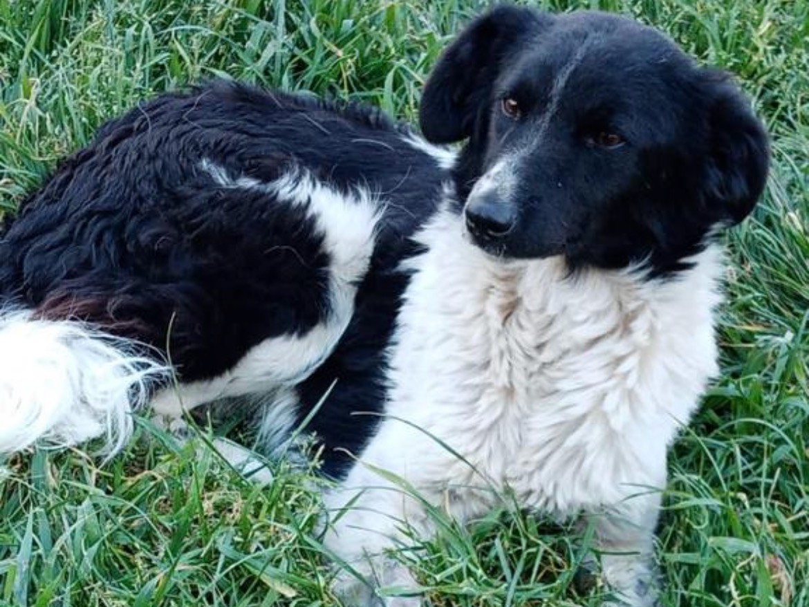 Foto dell'animale