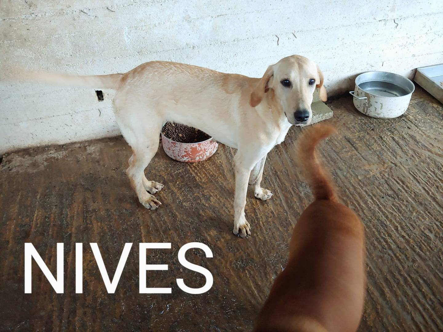 Foto dell'animale