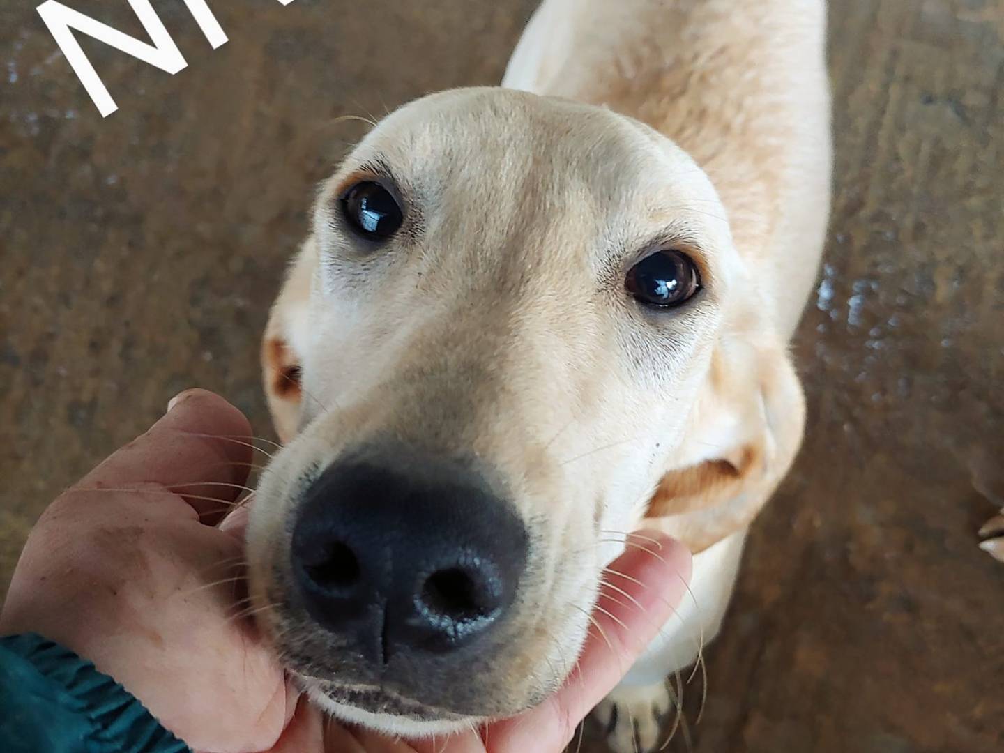 Adotta un cane, femmina, 3 anni  e 4 mesi , Messina