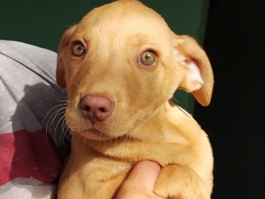 Adozione cane, maschio, Pitbull, 2 anni e 7 mesi, taglia media, Benevento