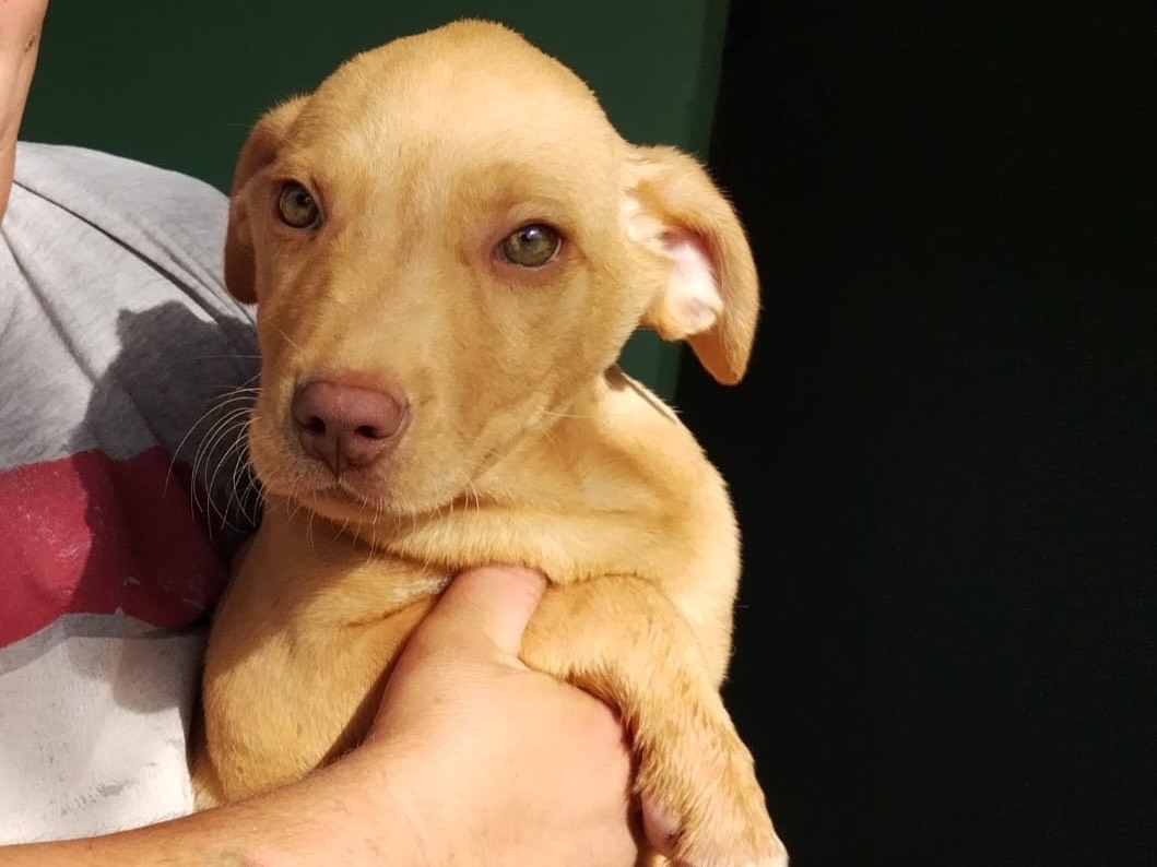 Adotta un cane, maschio, 2 anni e 7 mesi, Benevento