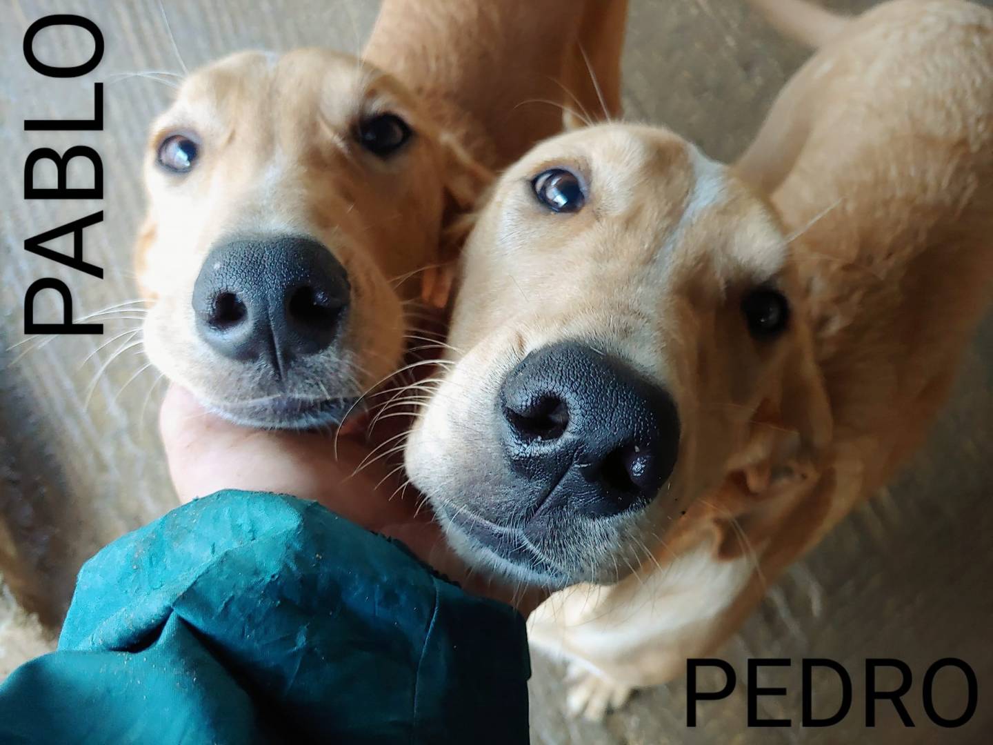 Adotta un cane, maschio, 3 anni  e 9 mesi , Messina