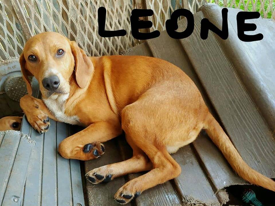 Adotta un cane, maschio, 3 anni  e 4 mesi , Messina