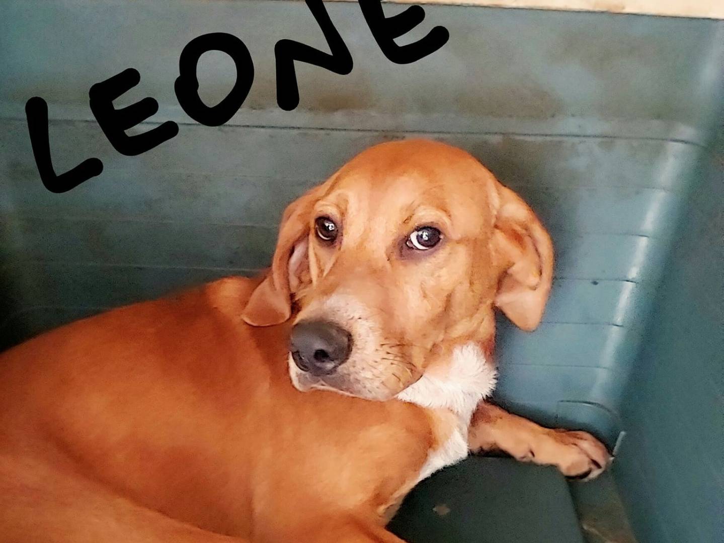 Adotta un cane, taglia media contenuta, maschio, Messina