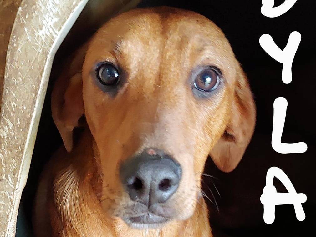 Vuoi adottare un cane a Messina?