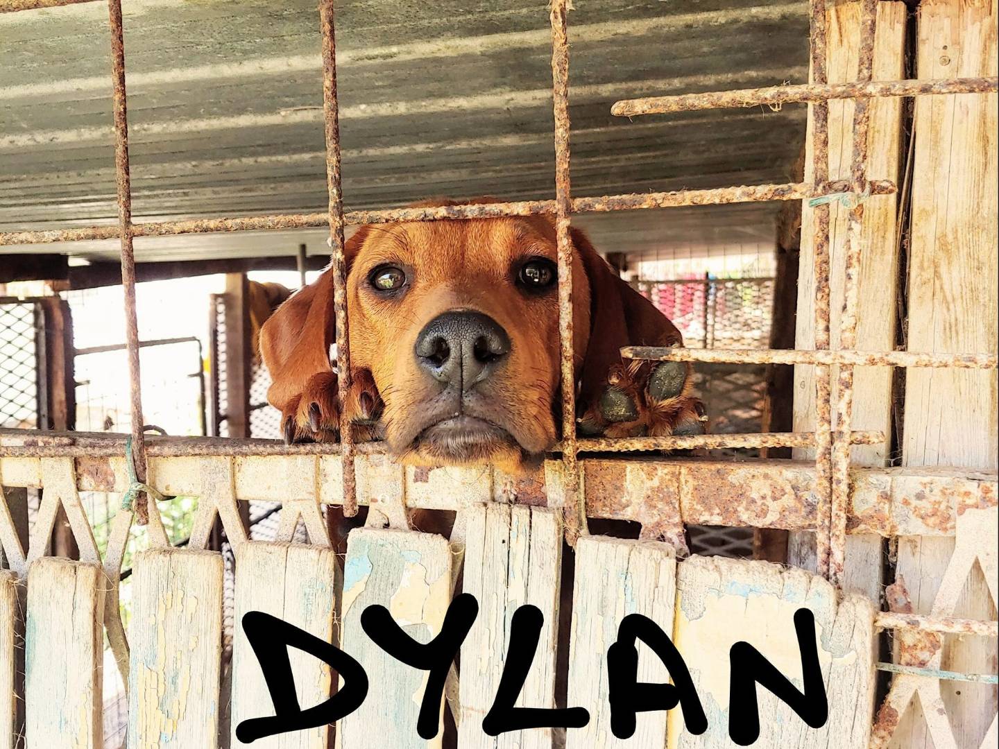 Foto dell'animale