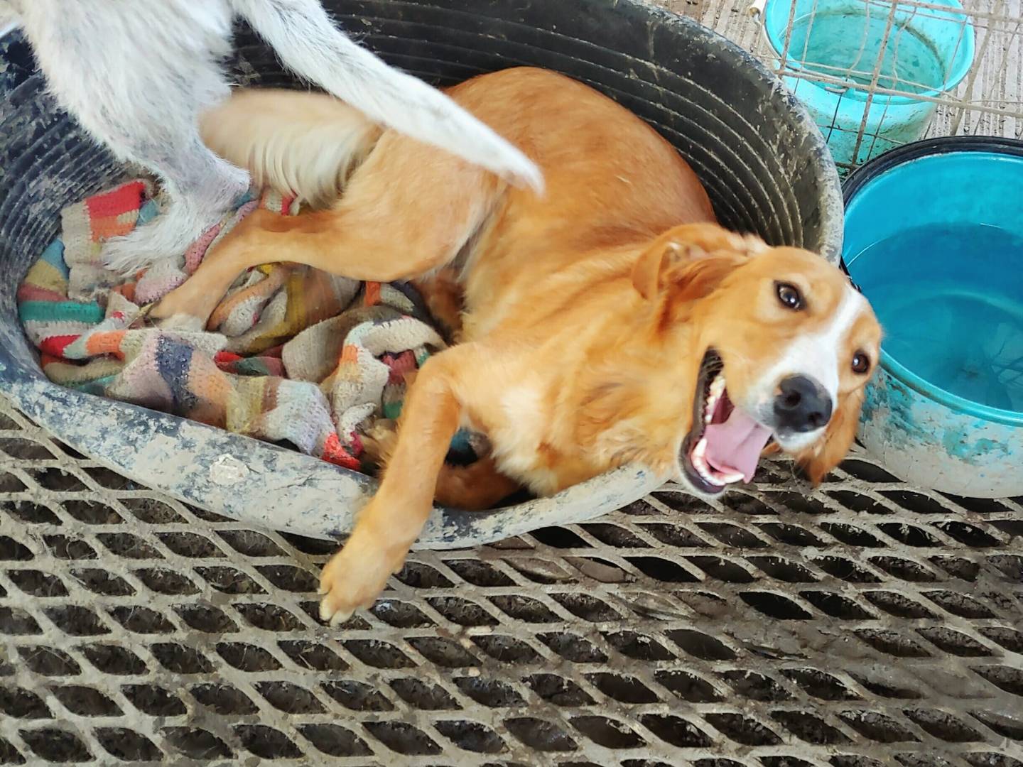 Adotta un cane, taglia media, femmina, Messina