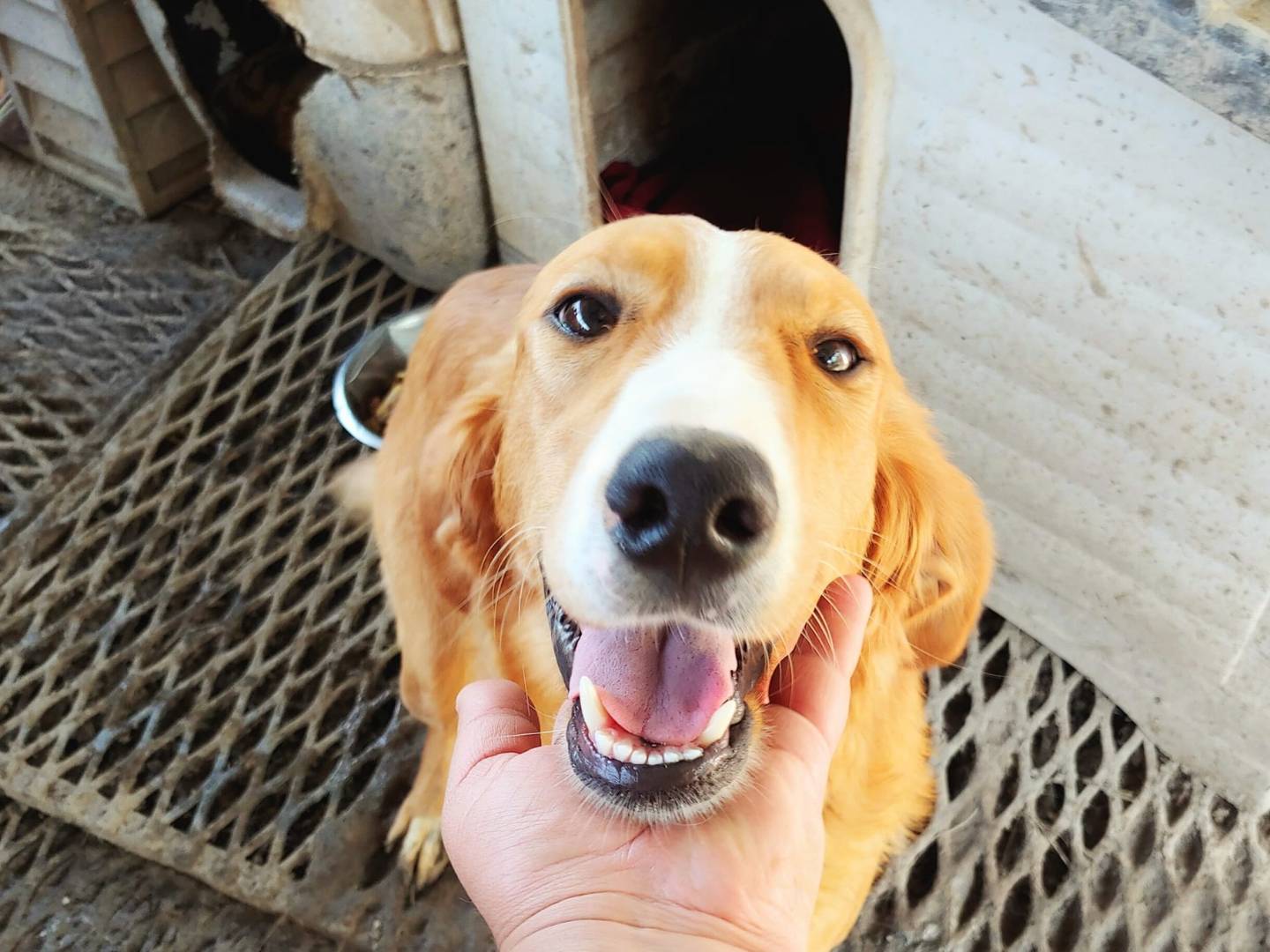 Adotta il cane Emily a Messina