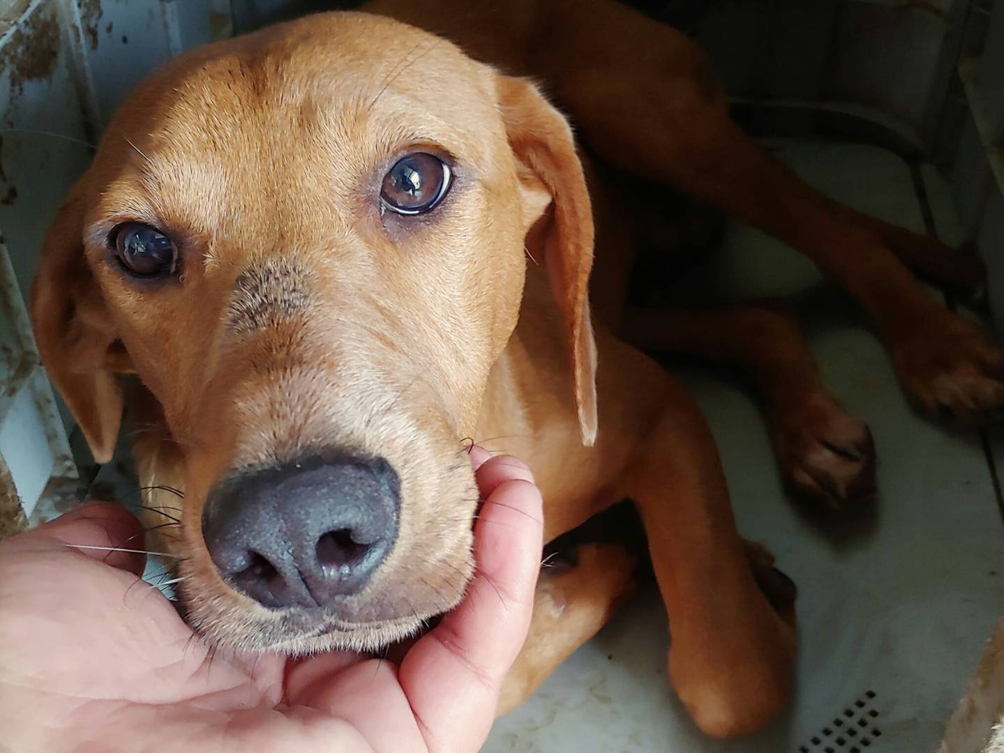 Adotta un cane, maschio, 3 anni  e 3 mesi , Messina