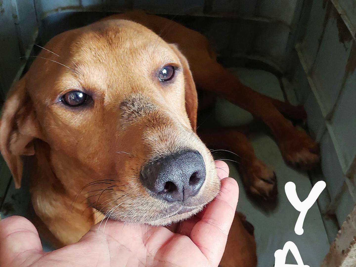 Adotta un cane, taglia media contenuta, maschio, Messina