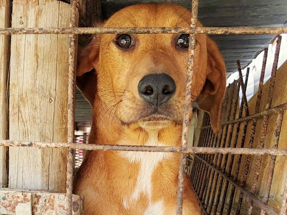 Foto dell'animale