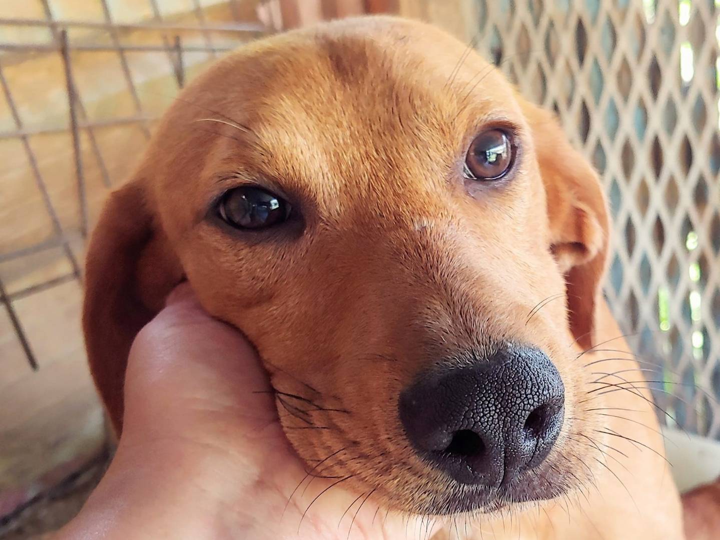 Adotta un cane, taglia media contenuta, maschio, Messina