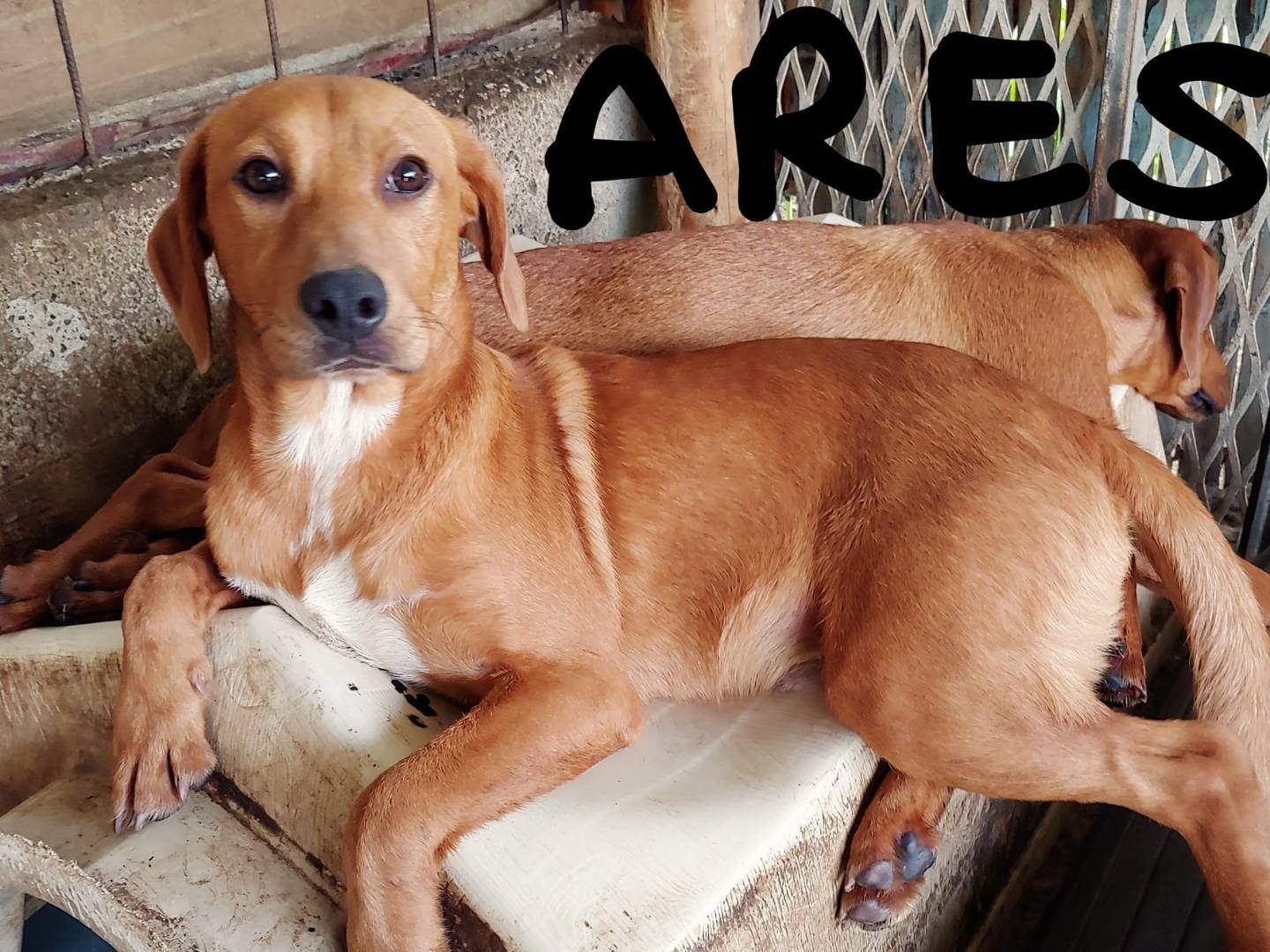 Vuoi adottare un cane a Messina?