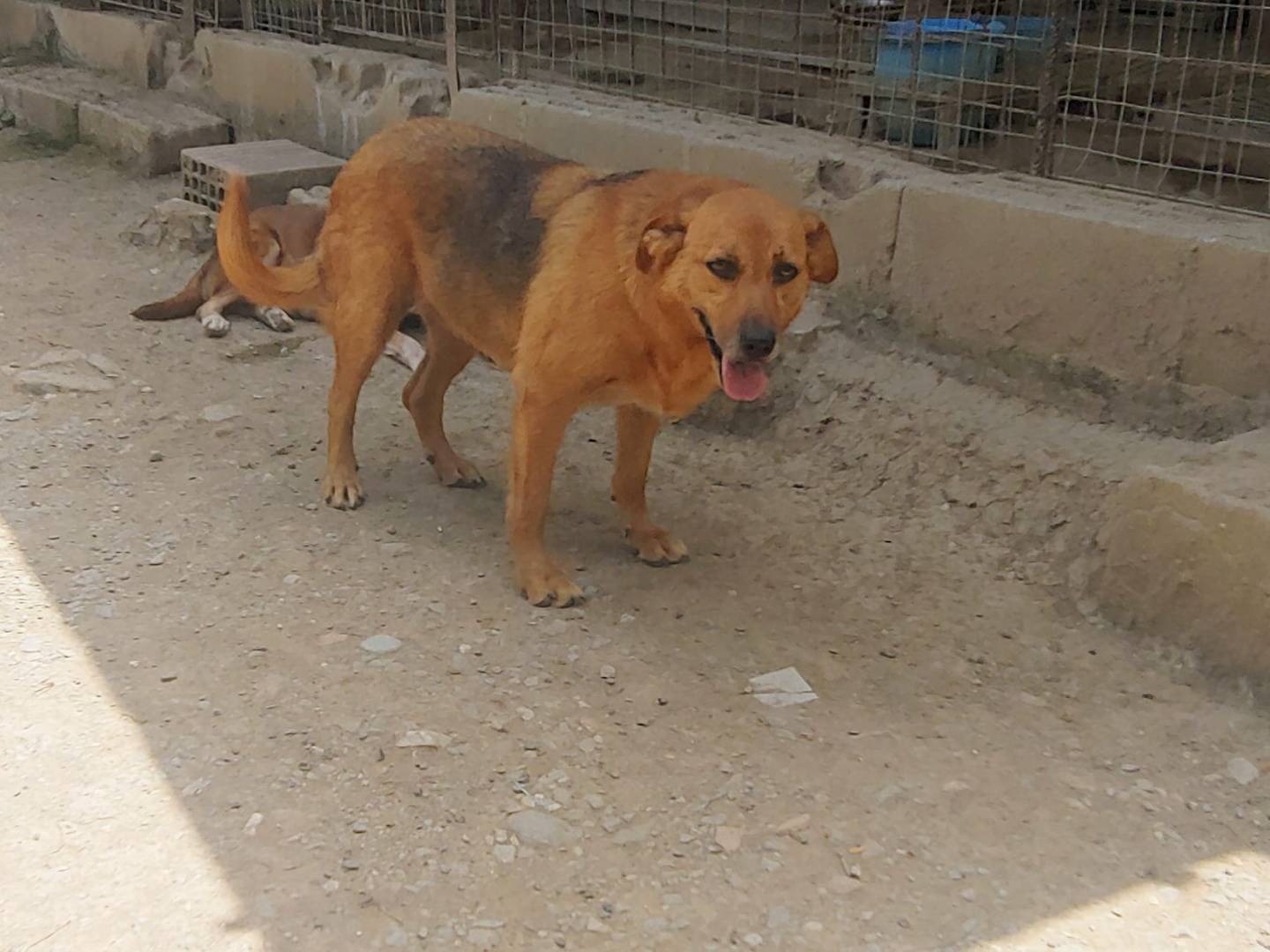 Foto dell'animale