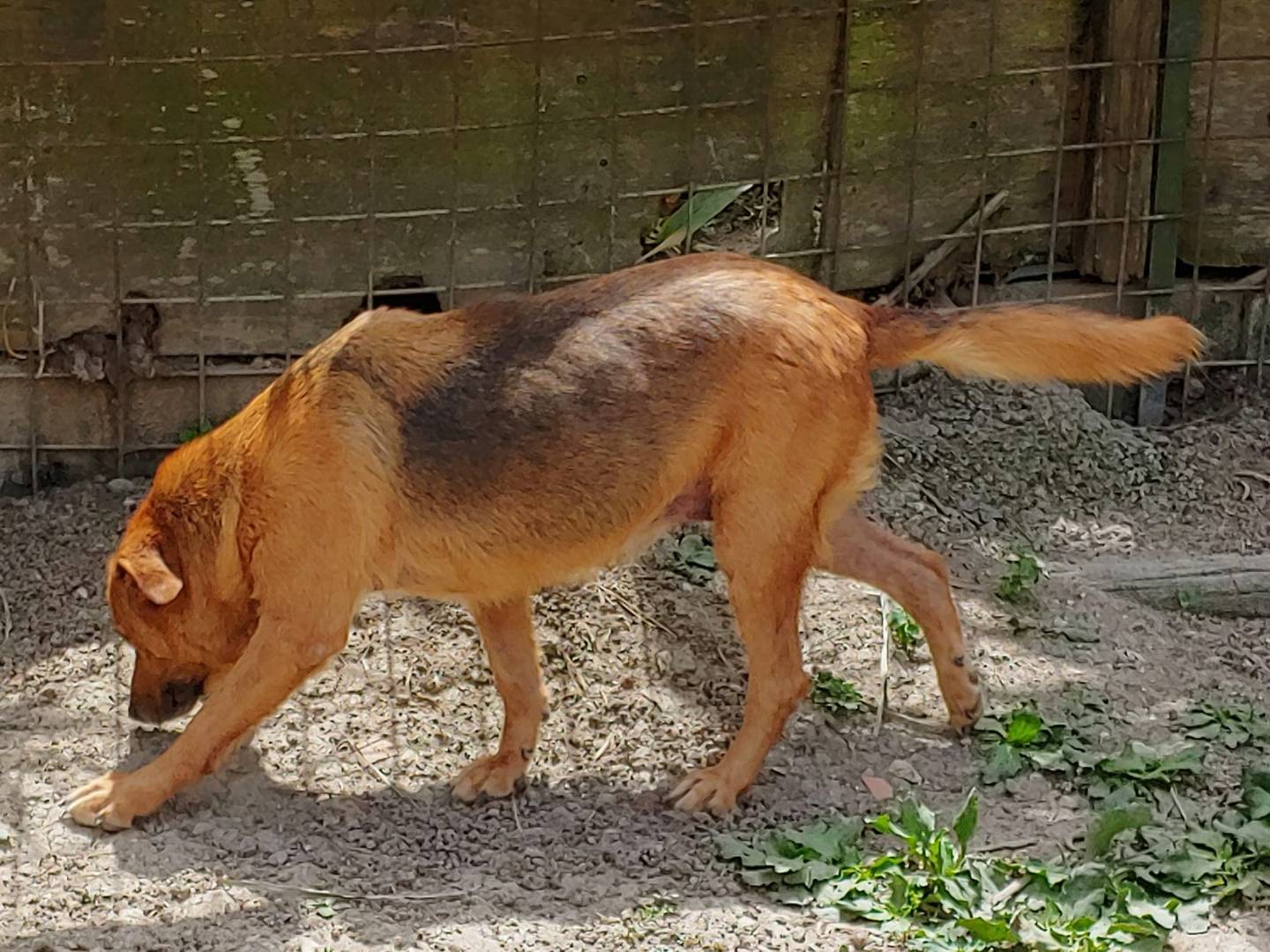 Adotta un cane, femmina, 11 anni  e 11 mesi , Messina