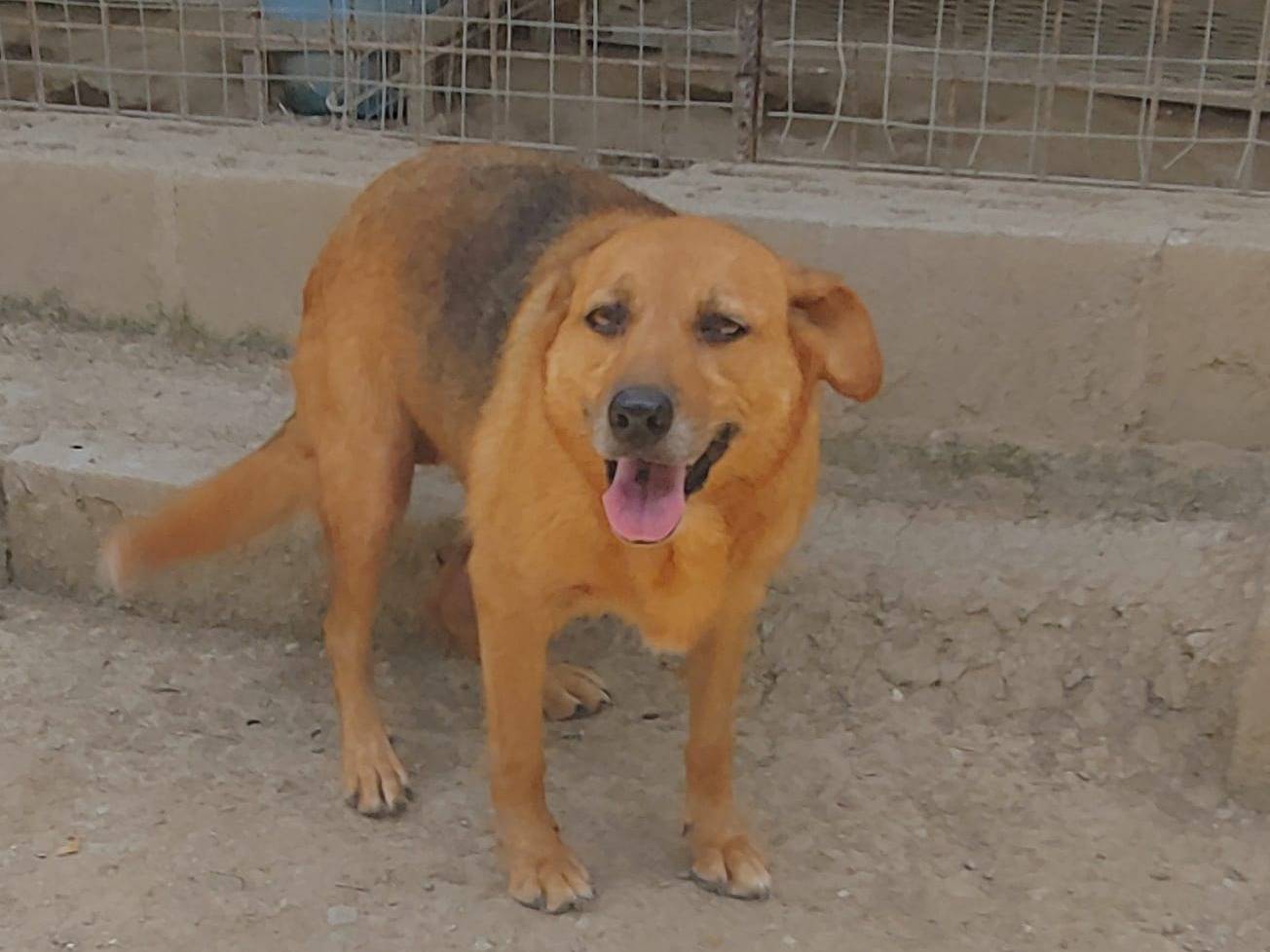 Adotta un cane, taglia media, femmina, Messina