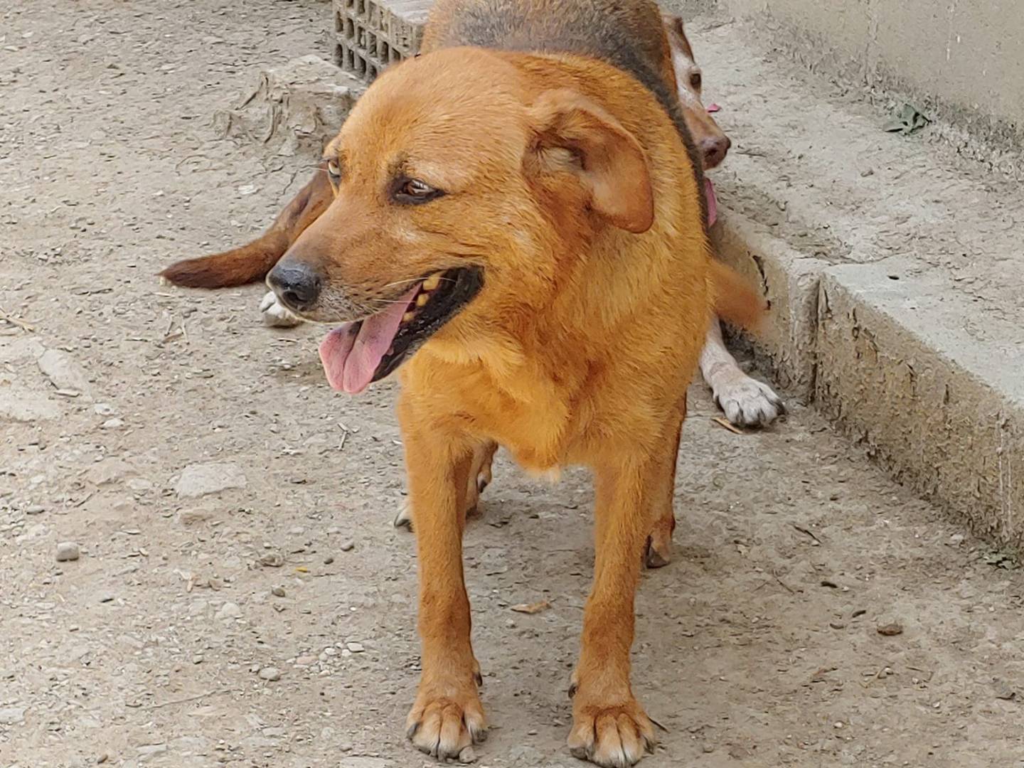 Vuoi adottare un cane a Messina?