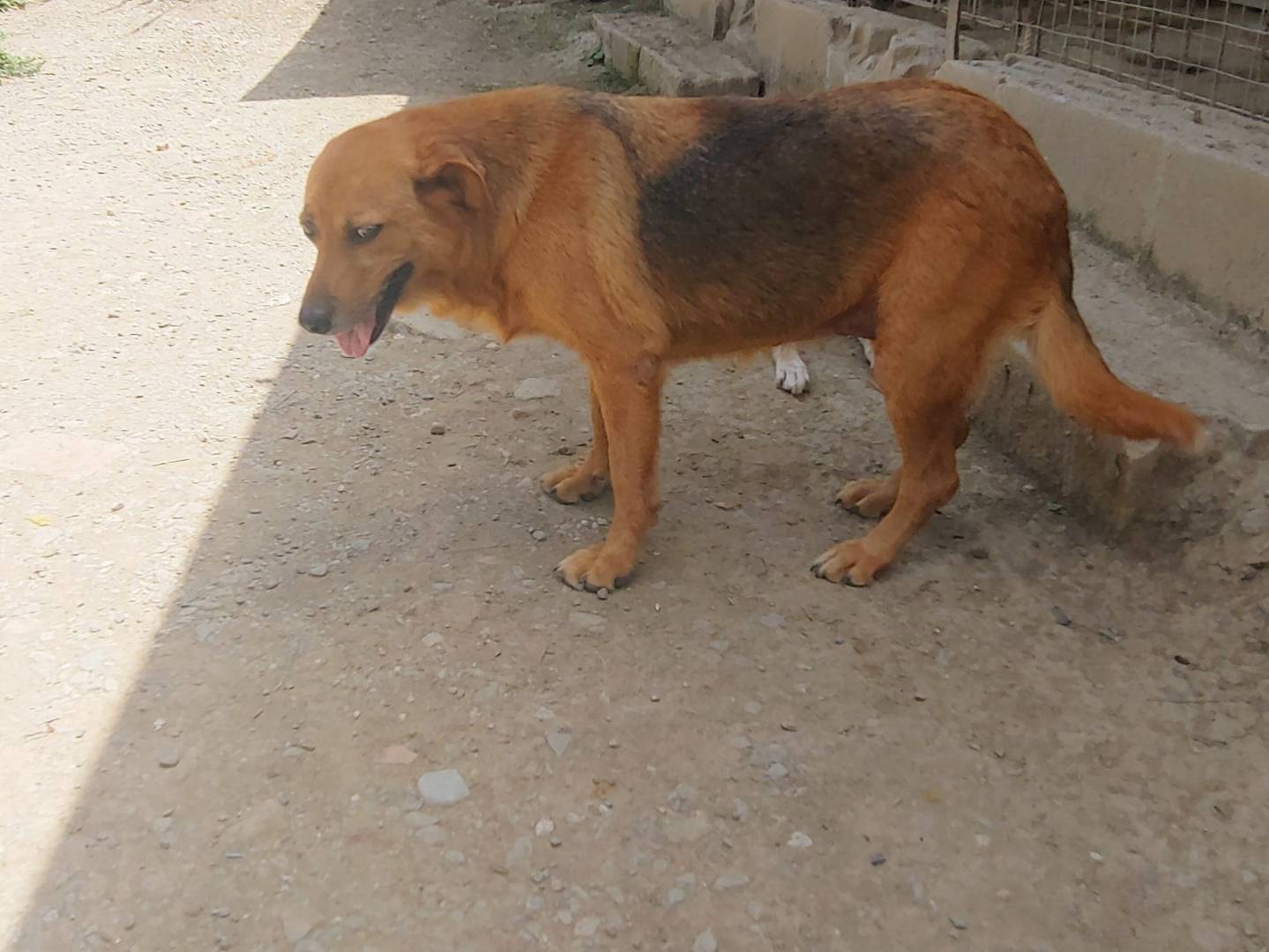 Adotta il cane Thayta a Messina