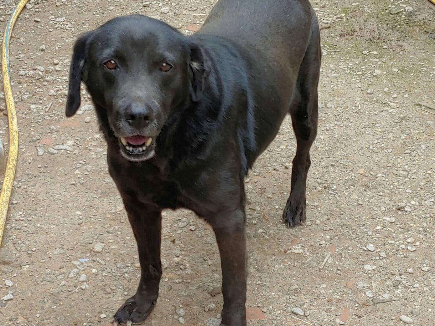 Adozione cane, femmina, Labrador Retriever, 13 anni  e 9 mesi , taglia media, Messina